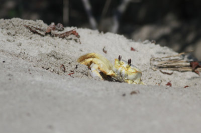 Ghost Crab