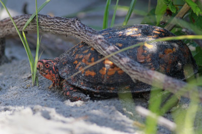 Another seaside Box Turtle