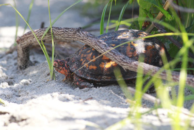 Another seaside Box Turtle