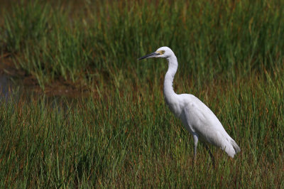 Snowy Egret