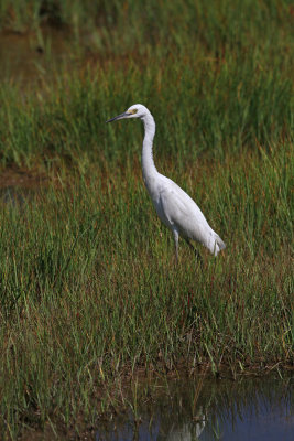 Snowy Egret