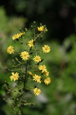 _MG_6298.jpg