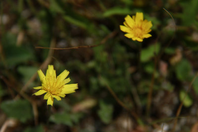 _MG_6326.jpg