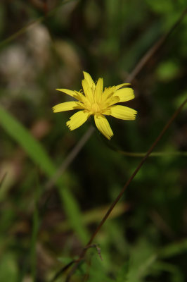 _MG_6336.jpg