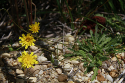 _MG_6363.jpg