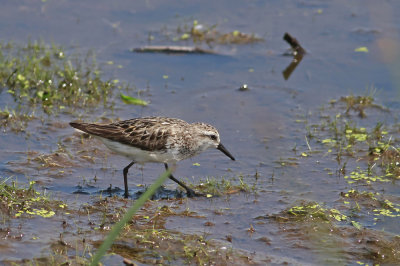 Least Sandpiper