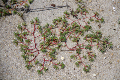 Euphorbia polygonifolia- Seaside Spurge
