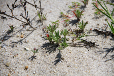 Oenothera humifusa-Seabeach Evening Primrose