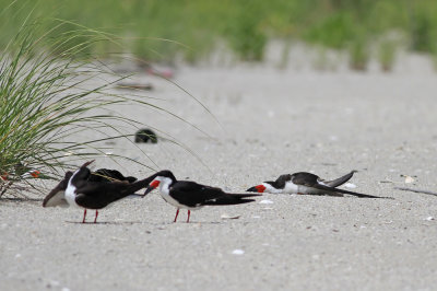 Black Skimmers