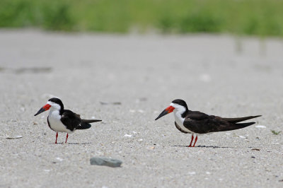 Black Skimmers