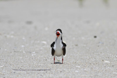 Black Skimmer