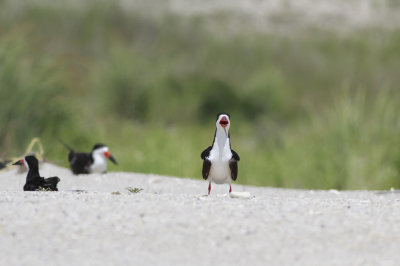 Black Skimmers