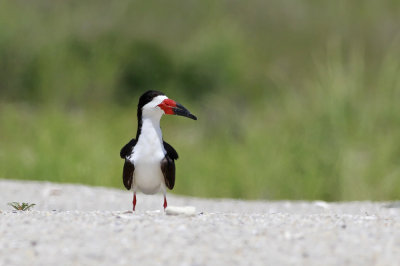 Black Skimmer