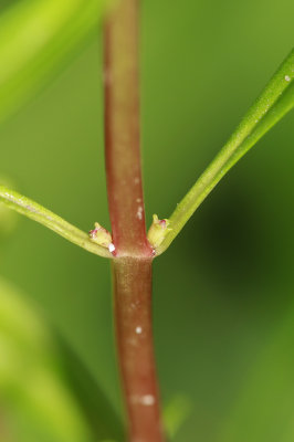 Rotala ramosior- Toothcup
