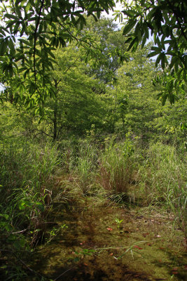 Flooded woods