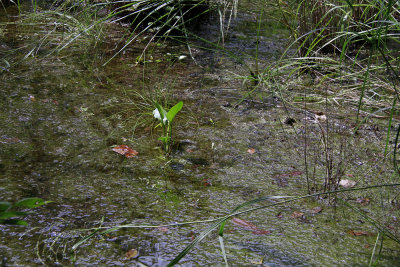 Bladderworts in flooded woods