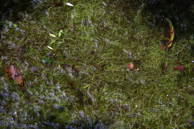 Bladderworts in flooded woods