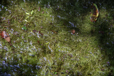 Bladderworts in flooded woods