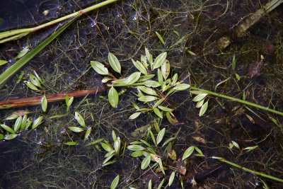 Probably Alisma seedlings