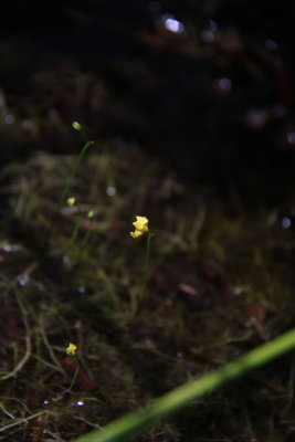 Bladderworts in flooded woods