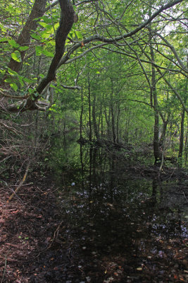 Flooded woods