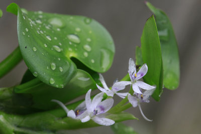 Heteranthera multiflora- Bouquet Mud Plantain