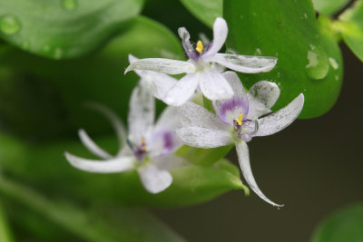Heteranthera multiflora- Bouquet Mud Plantain