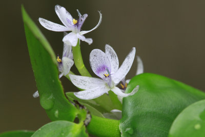 Heteranthera multiflora- Bouquet Mud Plantain