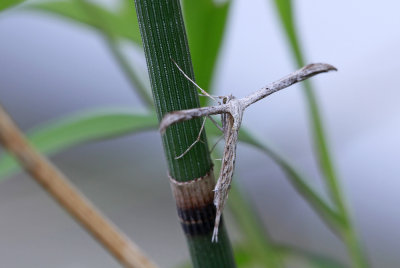 Plume Moth