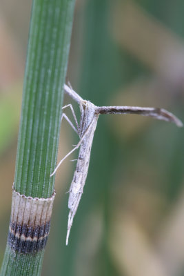 Plume Moth