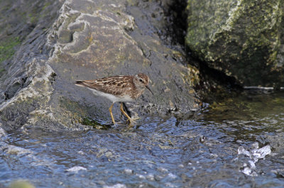 Least Sandpiper