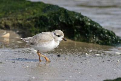 Piping Plover