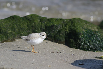 Piping Plover