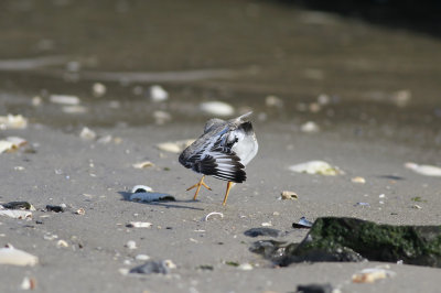 Piping Plover