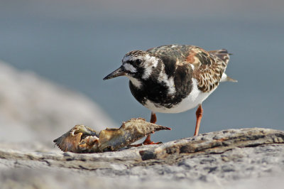 Ruddy Turnstone