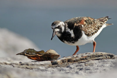 Ruddy Turnstone