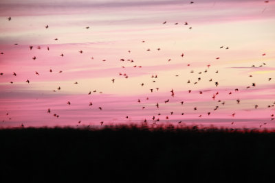 Purple Martin Madness!
