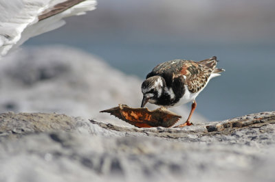 Ruddy Turnstone