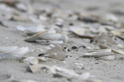 Piping Plovers