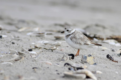 Piping Plover