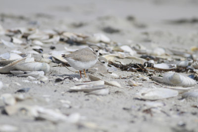 Piping Plovers