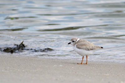 Piping Plover