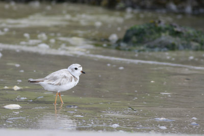 Piping Plover