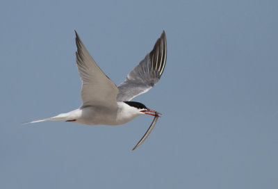 Common Tern