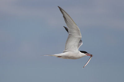 Common Tern