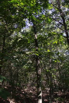 Carya pallida- Sand Hickory