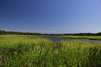 Wild Rice marsh