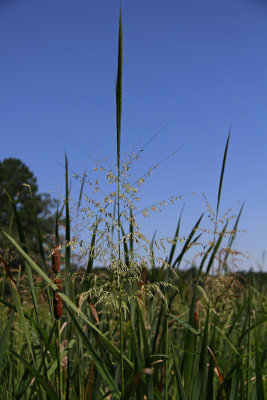 Wild Rice (Zizania aquatica)