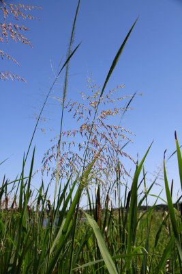 Wild Rice (Zizania aquatica)