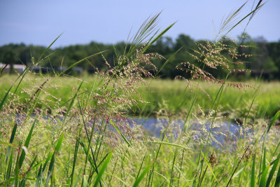 Wild Rice (Zizania aquatica)